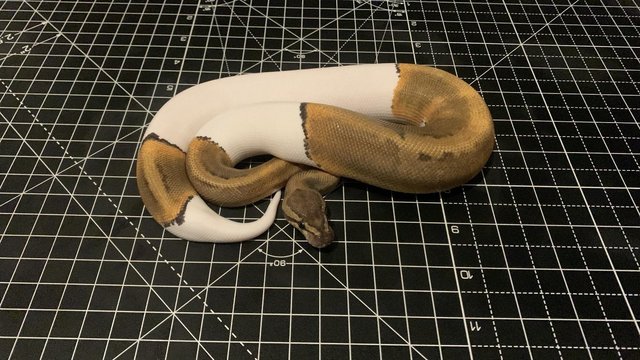 Image 2 of 2023 Male Ghi Pinstripe Pied Ball Python Royal Snake