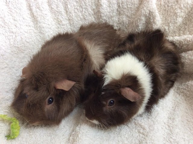 Preview of the first image of 4 female guineas available.