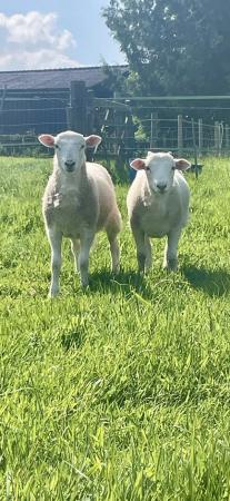Image 3 of Easycare ram lambs for sale