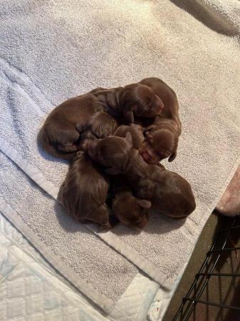 Image 6 of 3 Chocolate & Tan Mini dachshunds