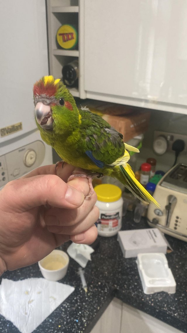 Preview of the first image of Kakariki Hand Reared Completely Tame Babies.