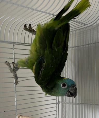 Image 6 of Beautiful young Blue Front Amazon Female talking parrot