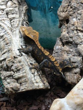 Image 3 of Harlequin crested gecko £70 Male