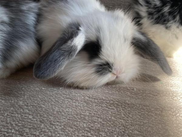 Image 7 of Beautiful French lop cross babies