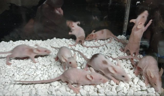 Image 5 of Naked Mice , Males and Females