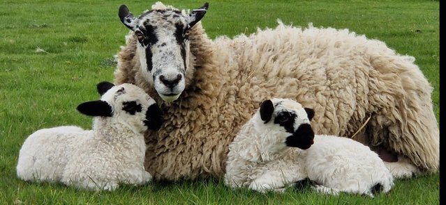 Image 1 of Valais blacknose cross lambs