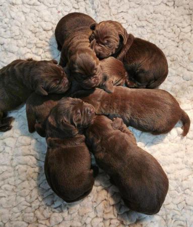 Image 7 of KC Chocolate Labrador puppies Ready Sept