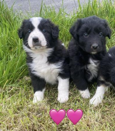 Image 6 of A lovely litter of collie puppies
