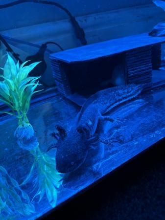 Image 2 of 3 male axolotls for sale
