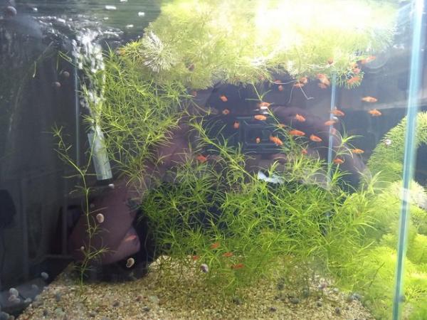 Image 2 of Koi swordtails for sale  £1 each or 6 for £5