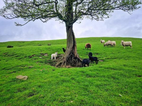 Image 1 of Ouessant Ewe Lambs - Miniature Sheep