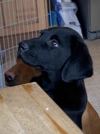 Image 1 of 12 weeks old ,microchipped kc reg 90% house trained