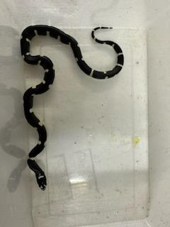 Preview of the first image of 6 week old Mexican king snakes Lampropeltis getula.