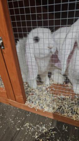 Image 12 of Gorgeous Giant Lop Babies Ready