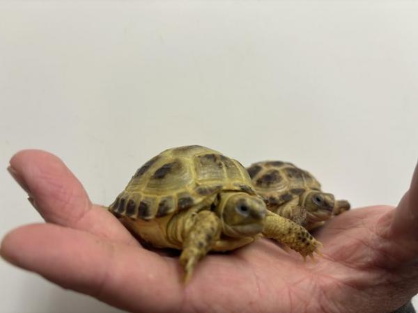 Image 5 of Horsfield's tortoise Available only £50each !