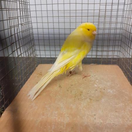 Image 3 of Lovely Yorkshire canary for sale