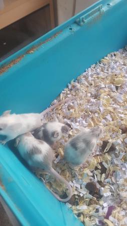 Image 5 of 4 month old Female mice for sale