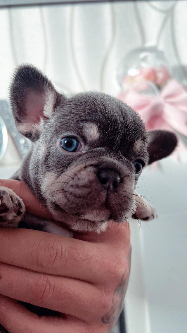 Preview of the first image of Adorable French bulldog puppies 5 weeks old.