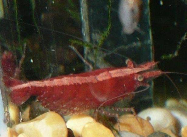 Image 1 of Thirty five red cherry shrimps, for tropical fish tanks.