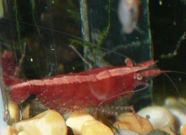 Preview of the first image of Thirty five red cherry shrimps, for tropical fish tanks..