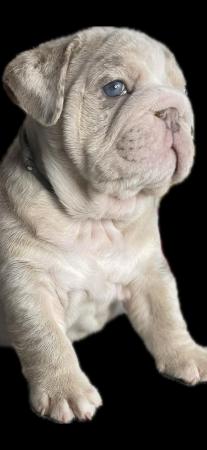 Image 9 of Beautiful English Bulldog Puppies