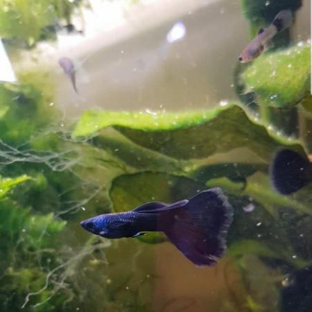 Image 1 of Blue Moscow juvenile guppies 10 for £15