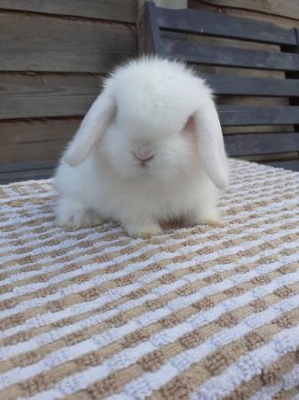 Image 2 of **Stunning mini lop baby boy vaccinated**