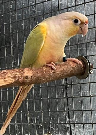 Image 5 of DNA 2022 + 2023 Mutation Baby Mooncheek & Dilute Conures