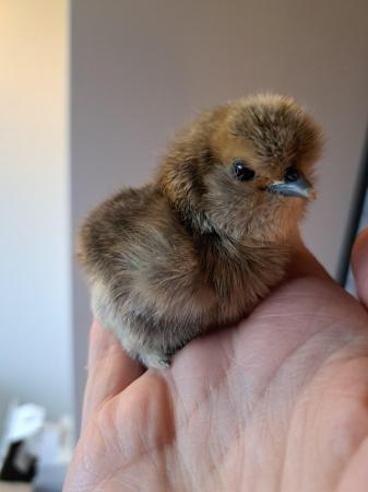 Image 1 of Silkie bantam chicks available now