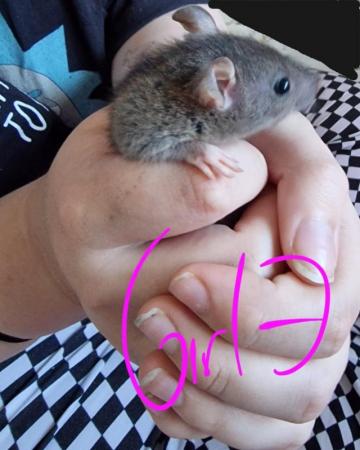 Image 14 of Friendly Female Rat Babies