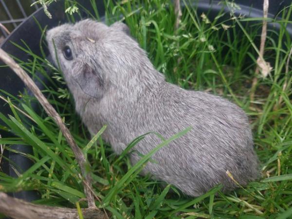 Image 4 of Guinea pig boys, stunning colours. Can go as a bonded pair