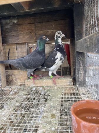 Image 9 of Quality Racing Pigeon For Sale