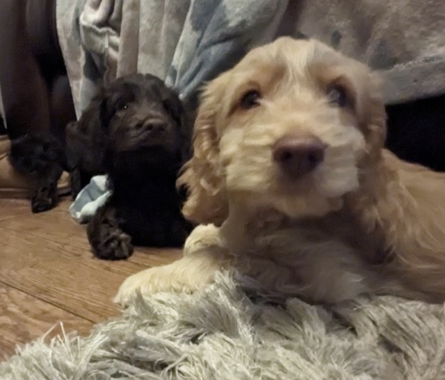 Preview of the first image of Cockerpoo Puppies for sale.
