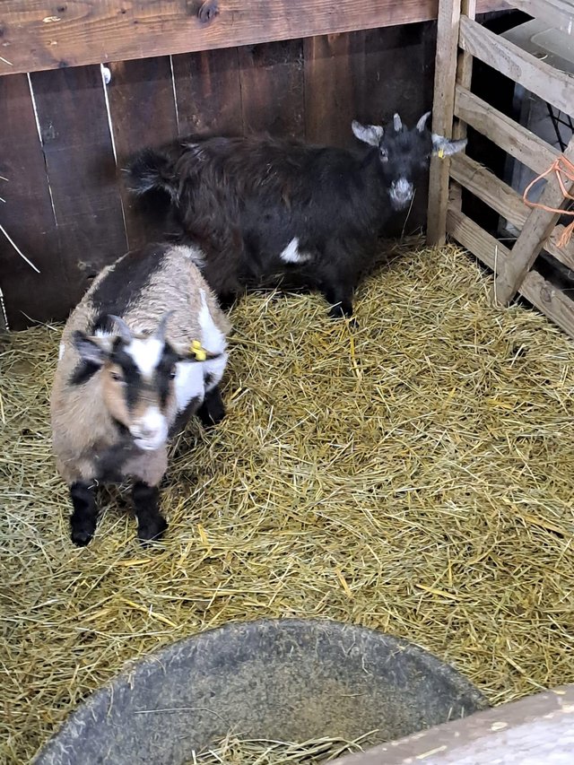 Preview of the first image of Two female Pygmy goats £250 each.