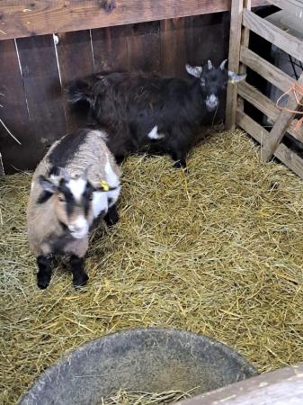 Image 1 of Two female Pygmy goats £250 each