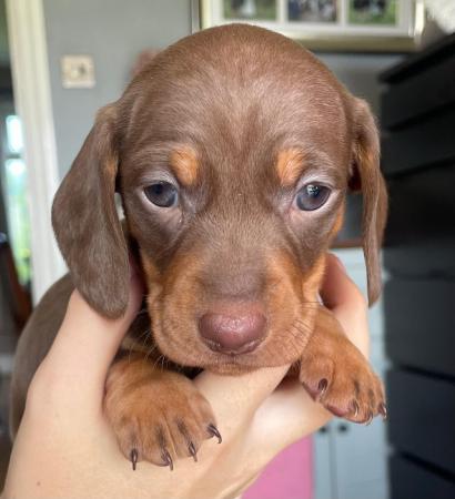 Image 4 of KC registered miniature dachshund pups