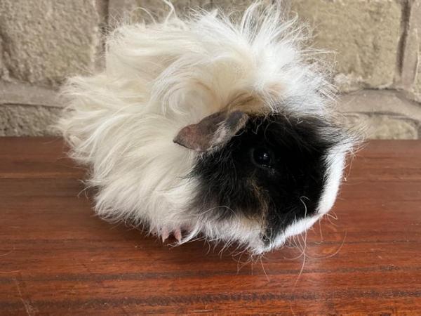 Image 3 of Stunning young curly longhaired male Guinea Pig