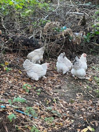 Image 1 of Large Brahma hens for sale all in lay