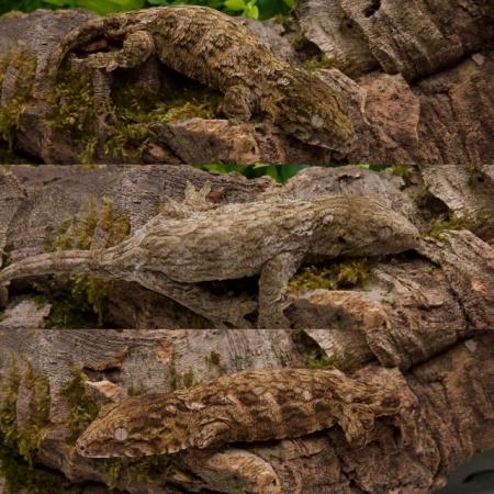 Image 1 of Updated-Exceptional Pure Mt Koghis Friedel Leachianus Geckos