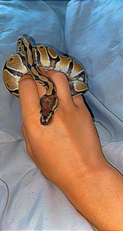 Image 3 of 3 year old Royal Python.