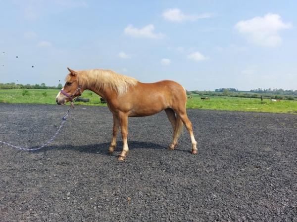 Image 1 of 2 yr old New forest mare