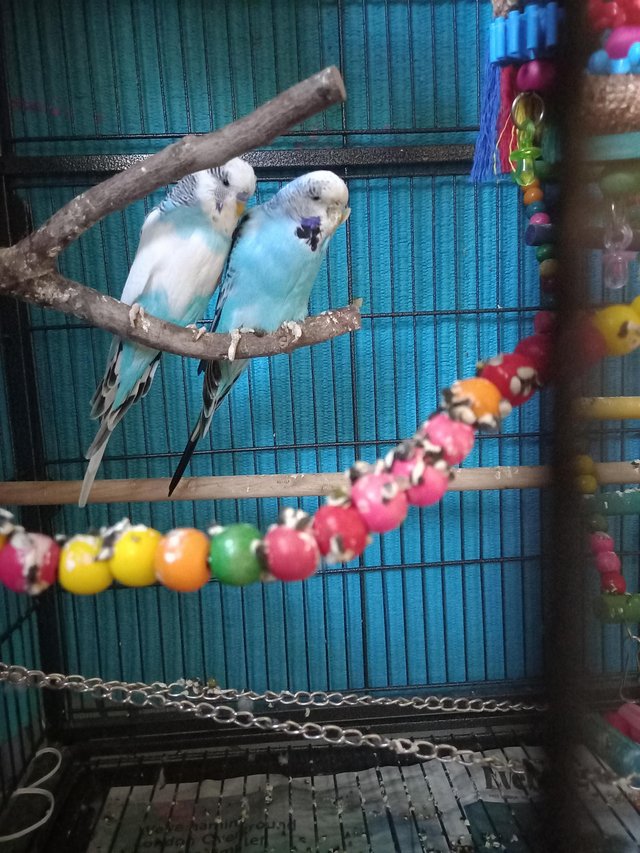 Preview of the first image of 2 budgies for sale, 1 male 1 female.