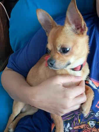 Image 6 of Sweet playful chihuahua puppy Manchester