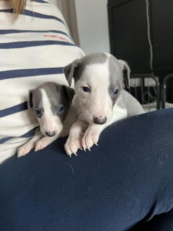 Image 4 of KC registered whippet puppies