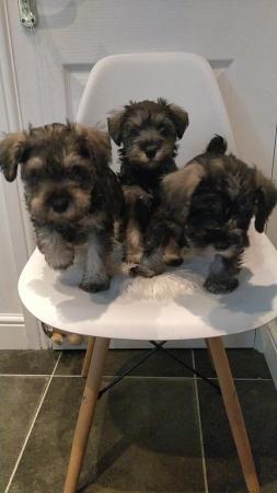 Image 4 of Stunning miniature Schnauzer for sale 2xmale 1xfemale
