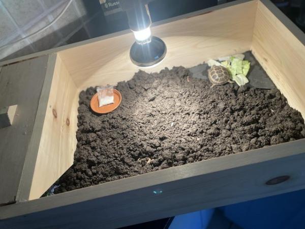 Image 3 of Baby Tortoise - with fully set up home and accessories