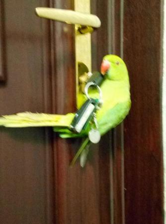 Image 5 of Green Indian ringneck parrot