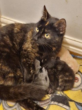 Image 6 of Mixed litter of kittens