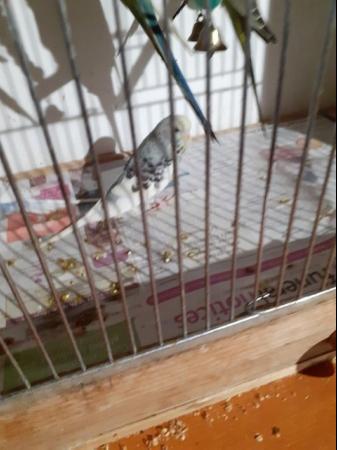 Image 2 of YOUNG BUDGIES FOR SALE ,