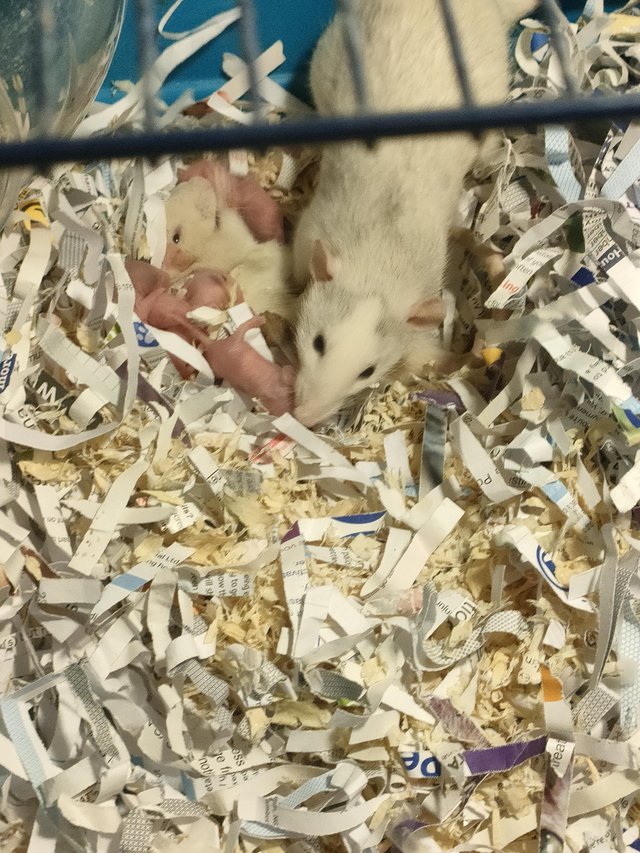 Preview of the first image of Baby Dumbo rats blues and fawn and whites.